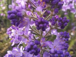 Selago canescens buds and flowers